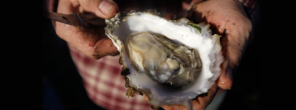 Topkwaliteit in oesters